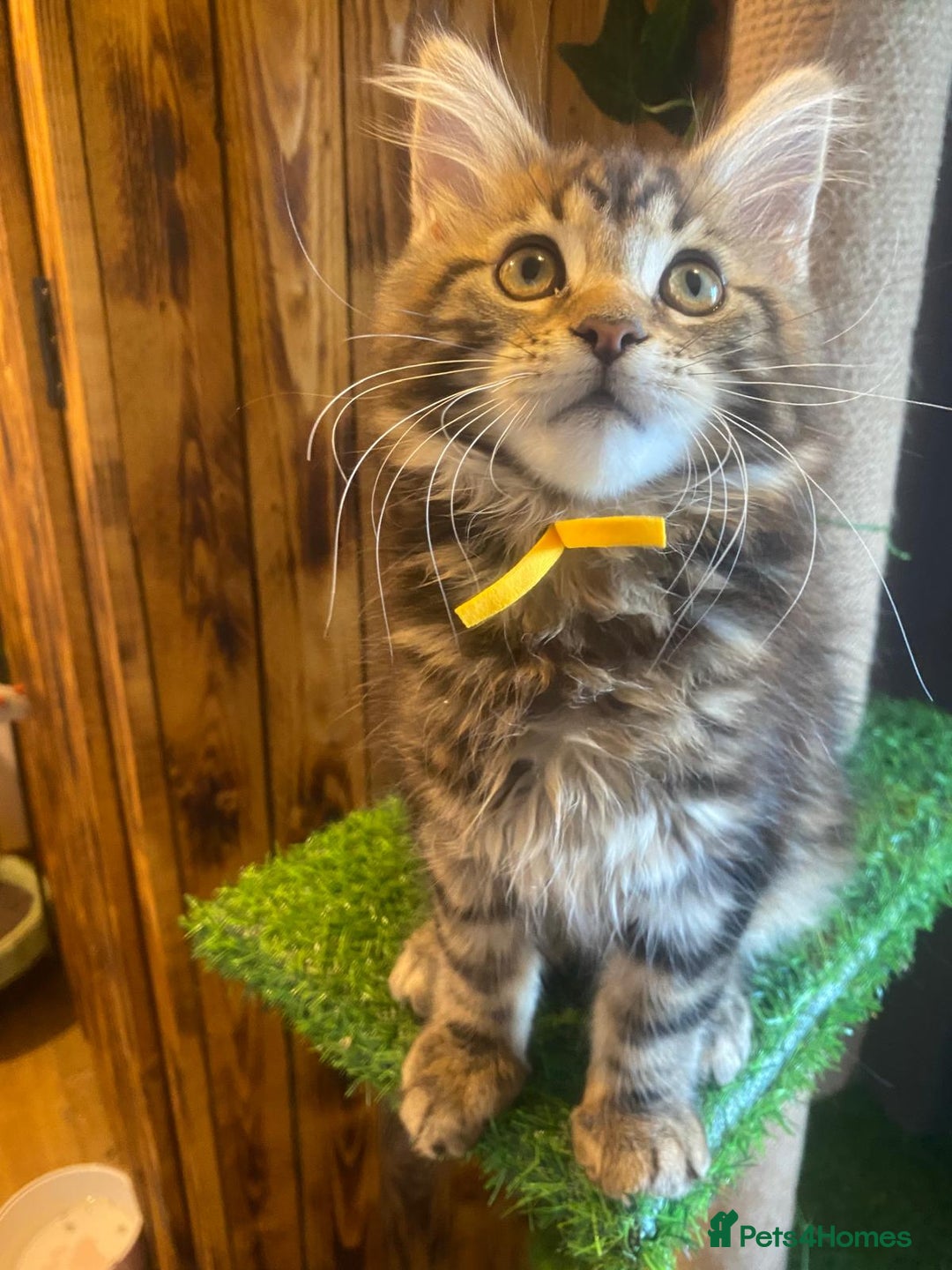 Maine Coon cats for sale: Gccf maine coon babies - Advert 38