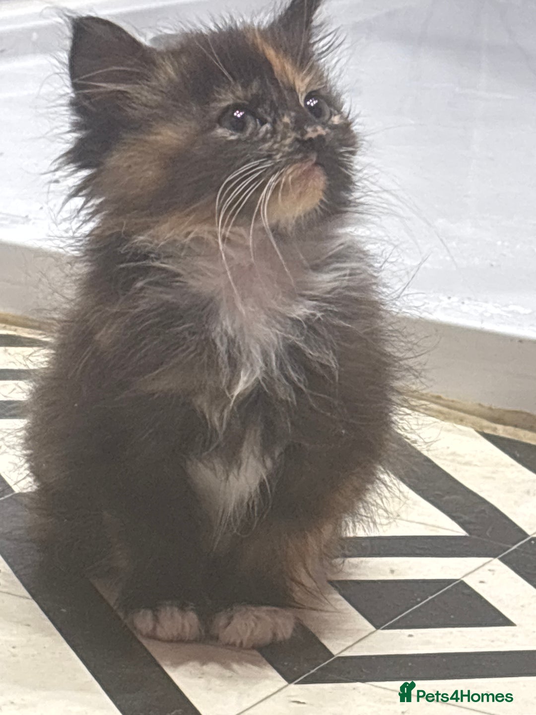 British Shorthair cats for sale: 2 kittens for sale  - Advert 5