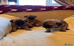 Border Terrier dogs for sale: Border terrier puppies for sale  - Image 12