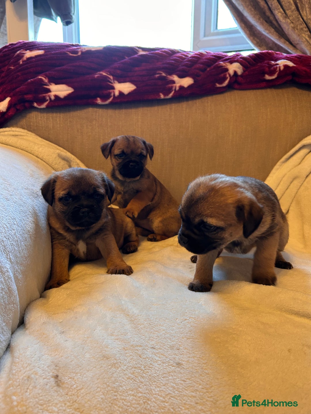 Border Terrier dogs for sale: Border terrier puppies for sale  - Image 12