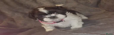 Shih Tzu Puppy 6