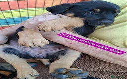 Rottweiler dogs for sale: Stunning Litter Of Shepweiler X Mastiff Pups - Image 31