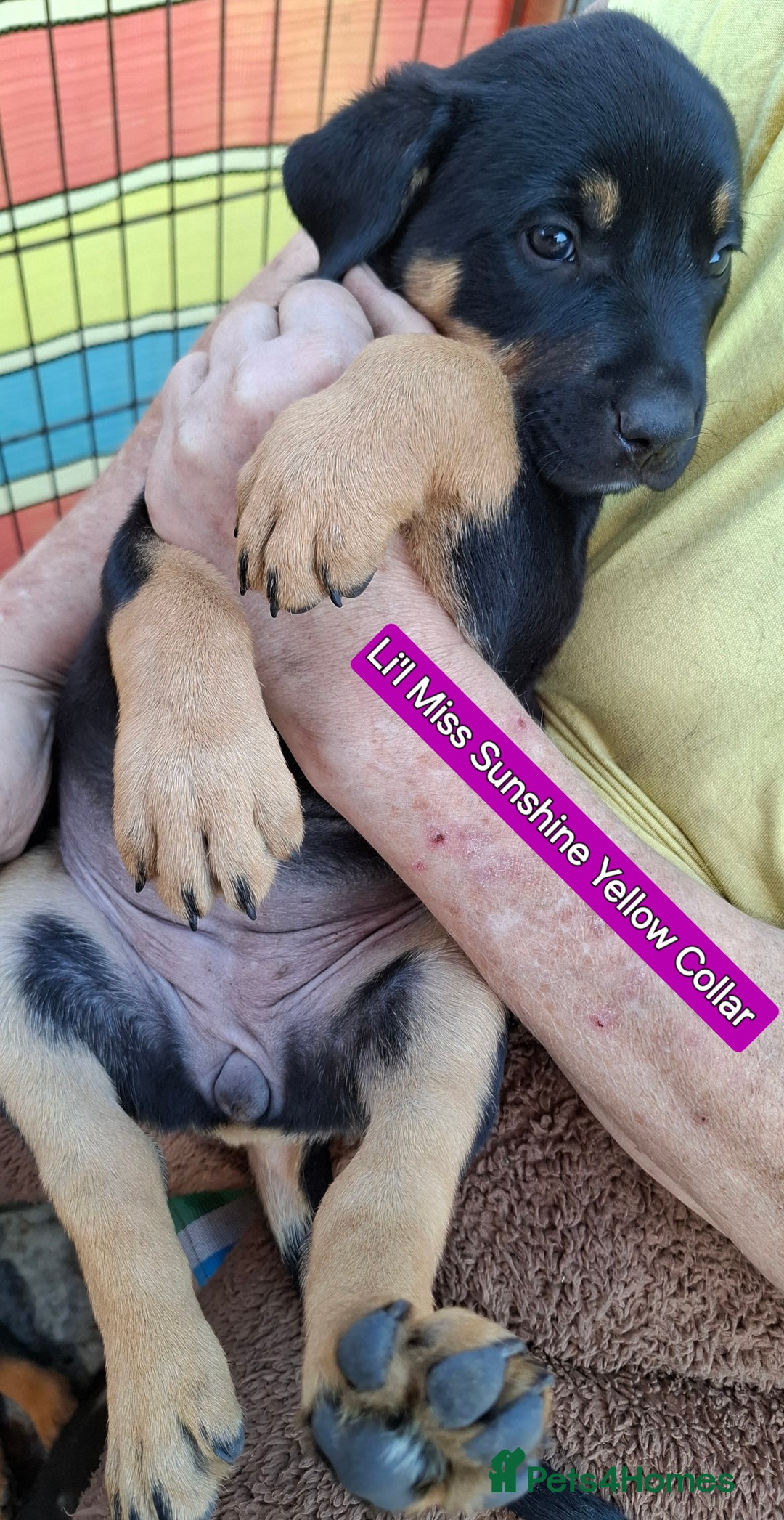 Rottweiler dogs for sale: Stunning Litter Of Shepweiler X Mastiff Pups - Image 31