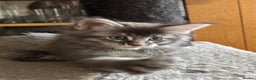 Maine Coon cats for sale: Maine Coon kittens polydactyl/non polydactyl  - Advert 13