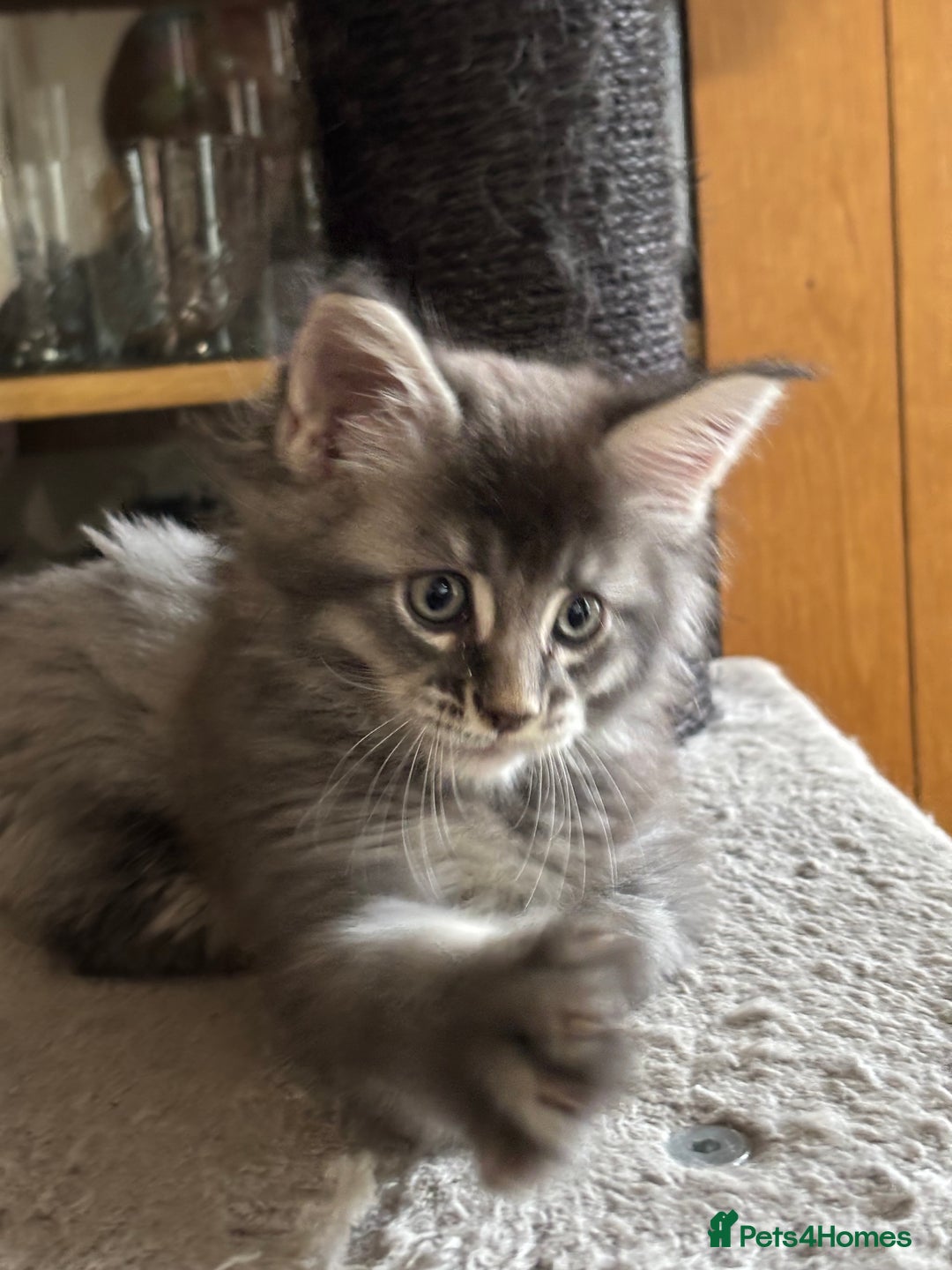 Maine Coon cats for sale: Maine Coon kittens polydactyl/non polydactyl  - Advert 13