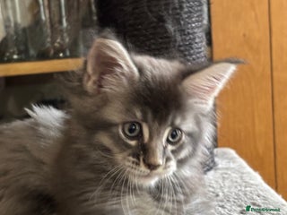 Maine Coon cats Maine Coon kittens - Advert 3