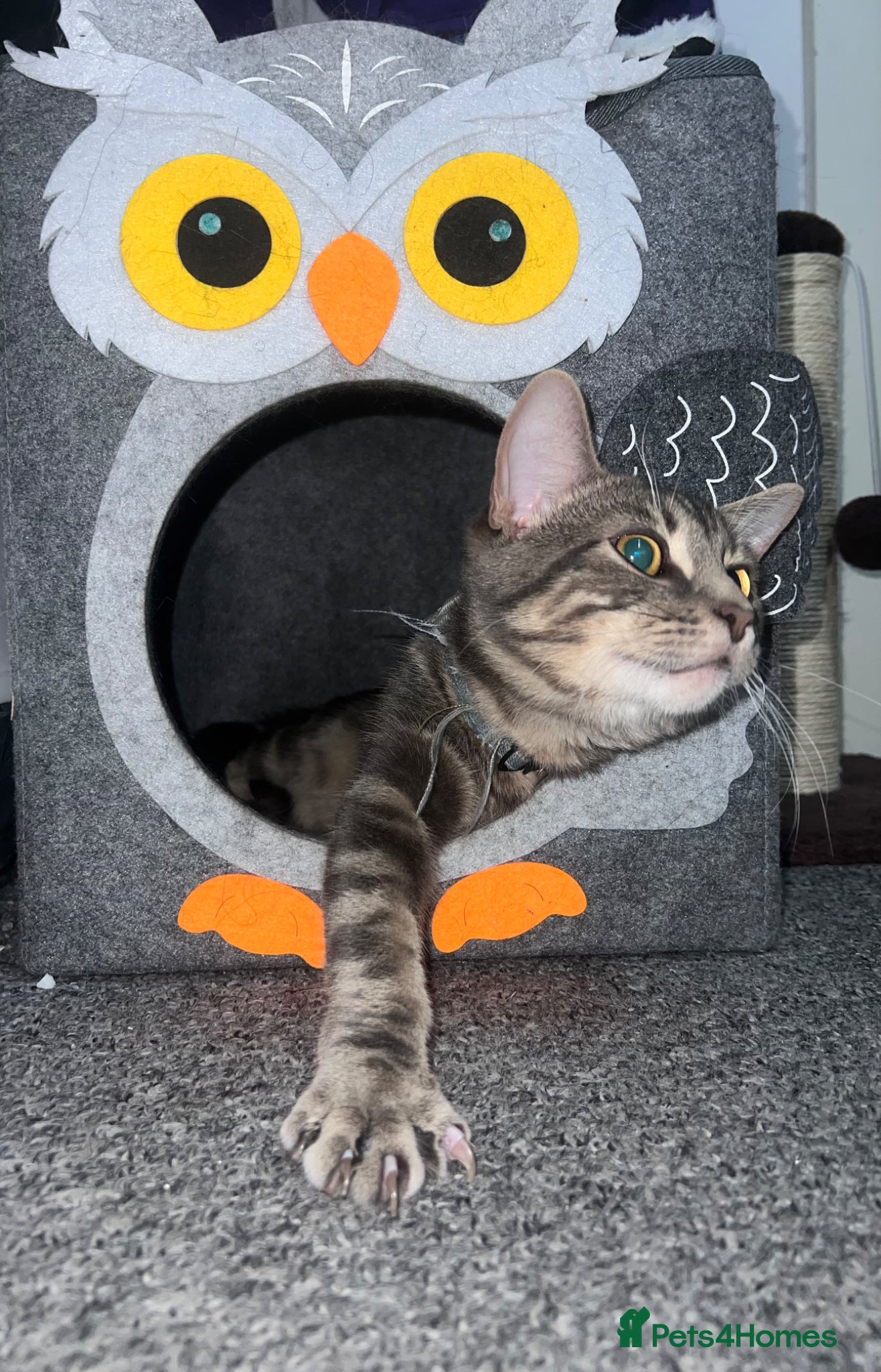 American Shorthair cats for sale: Adorable Tabby Cat for Sale! Sweetest Cat Ever - Advert 1