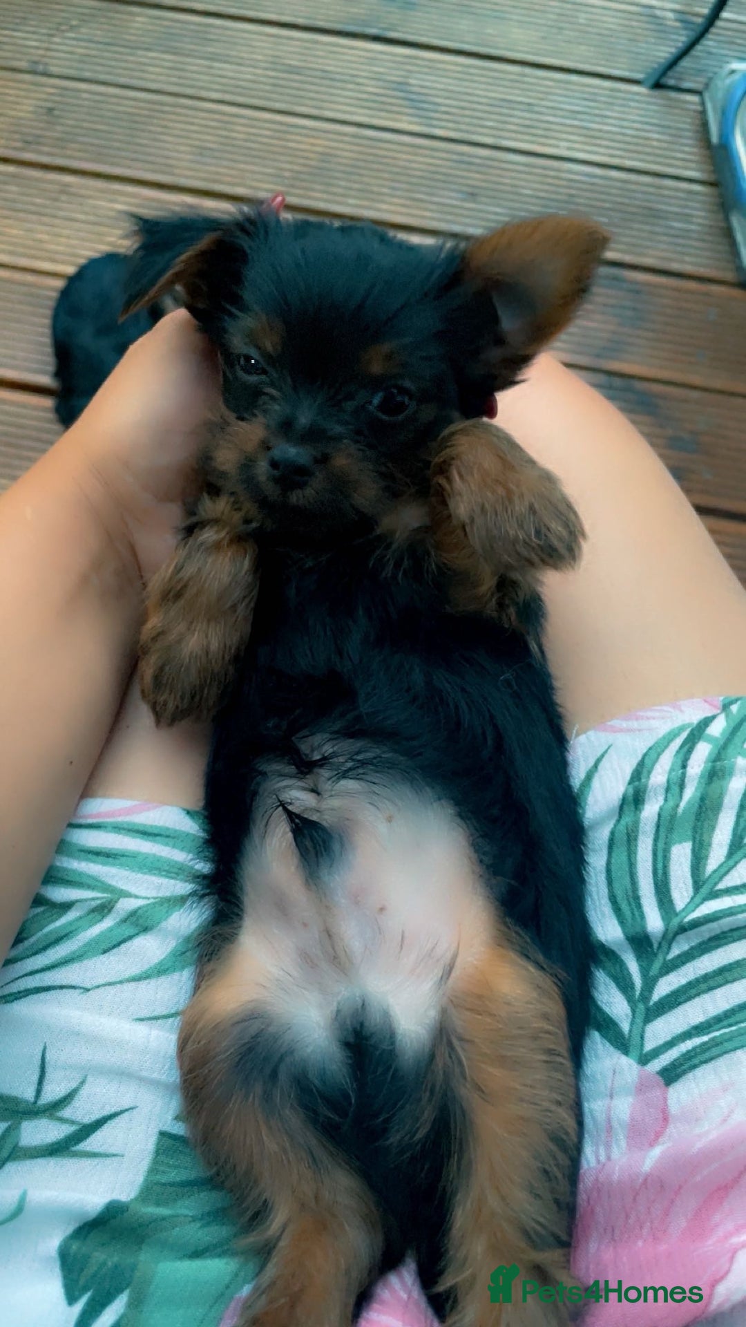 Yorkshire Terrier dogs for sale:  Yorkshire terrier mini  boy - left 😍 - Image 16