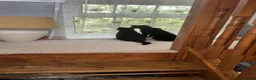 Mixed Breed cats for sale: Looking to rehome my beautiful cats  - Advert 2