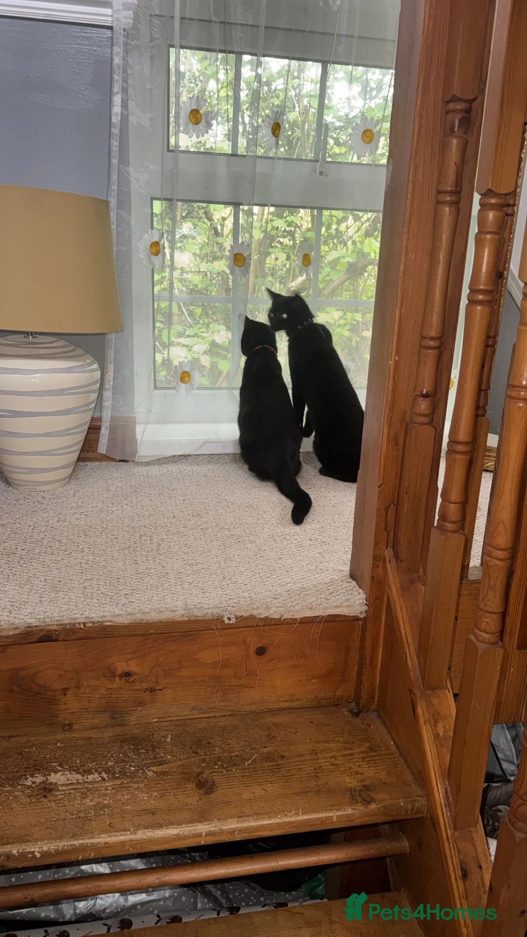 Mixed Breed cats for sale: Looking to rehome my beautiful cats  - Advert 2