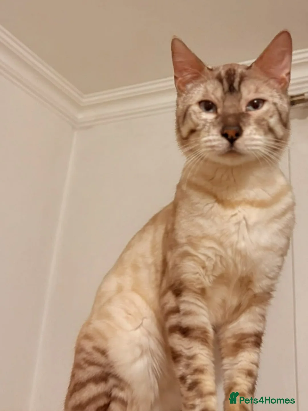 Mixed Breed cats for sale: Female Bengal X Savannah kitten very urgent - Advert 4