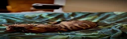 Bengal cats for sale: Ticca registered active male  - Advert 4