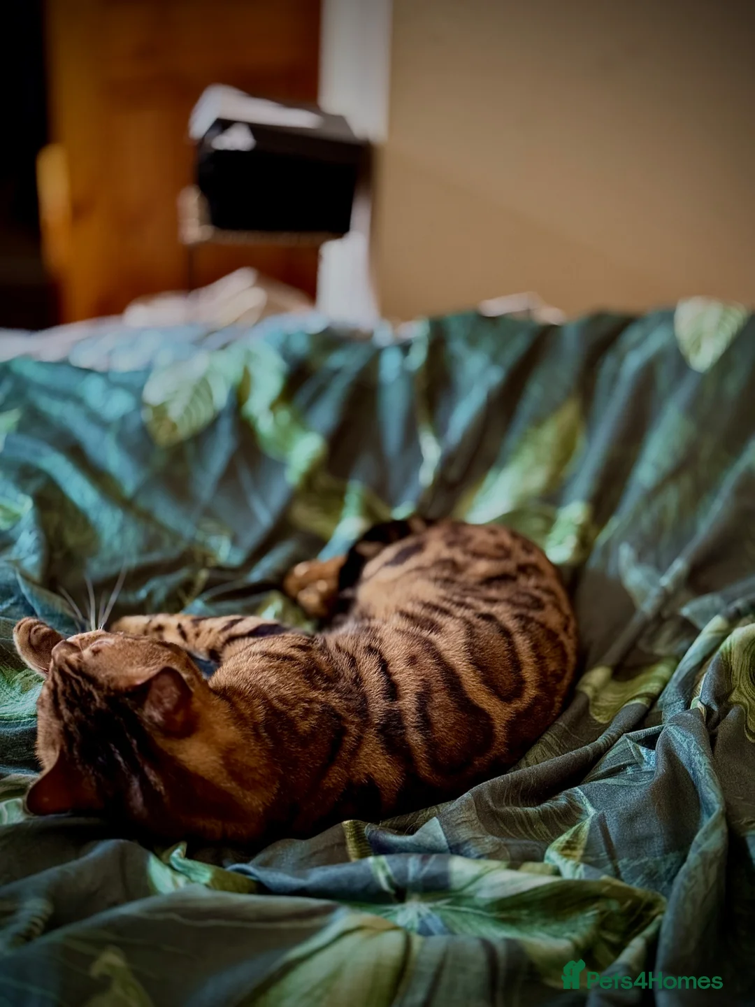 Bengal cats for sale: Ticca registered active male  - Advert 2