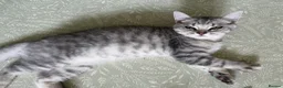 British Shorthair cats for sale: 🏆GCCF Rare Lilac Tabby  - Advert 23