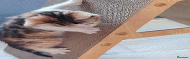 Bengal 4