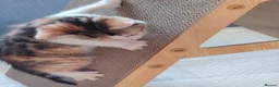 Bengal cats for sale: Bengel mix - Advert 5