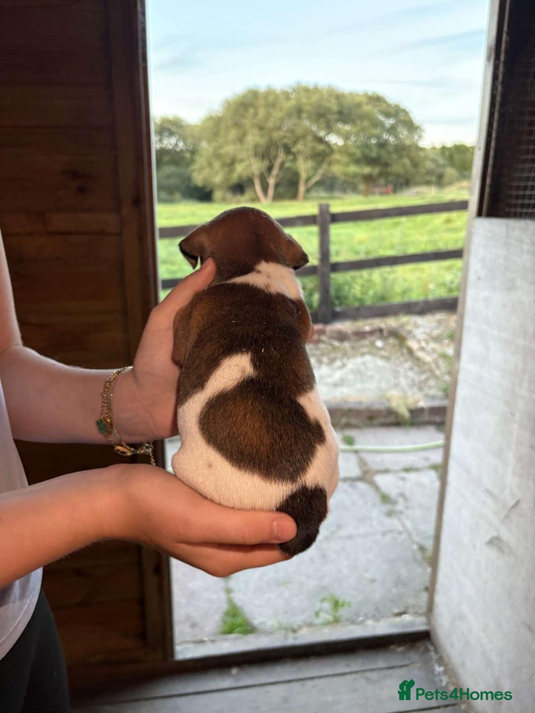 Jack Russell dogs for sale: Jack Russell puppies 5 boys left - Image 22