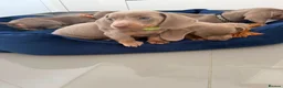 Miniature Dachshund dogs for sale: Miniature Dachshund Puppies in Bradford - Advert 20