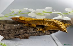 Gecko reptiles for sale: Geckos for sale.  - Image 1