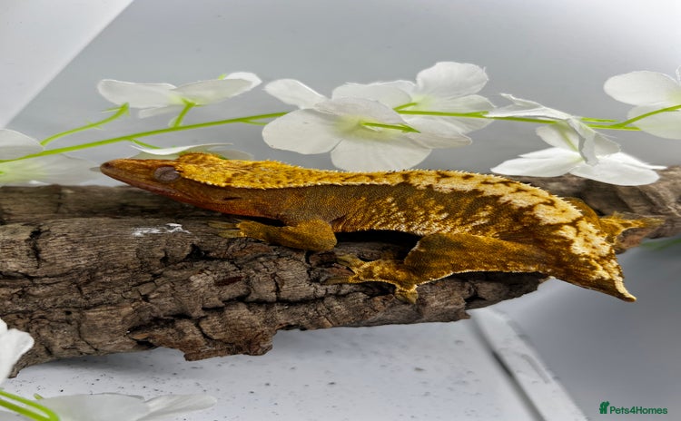 Gecko reptiles - Advert 13