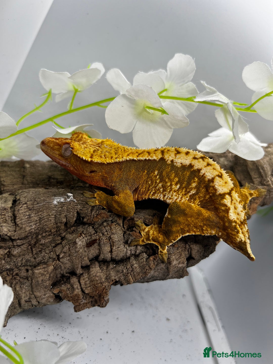 Gecko reptiles for sale: Geckos for sale.  - Image 1
