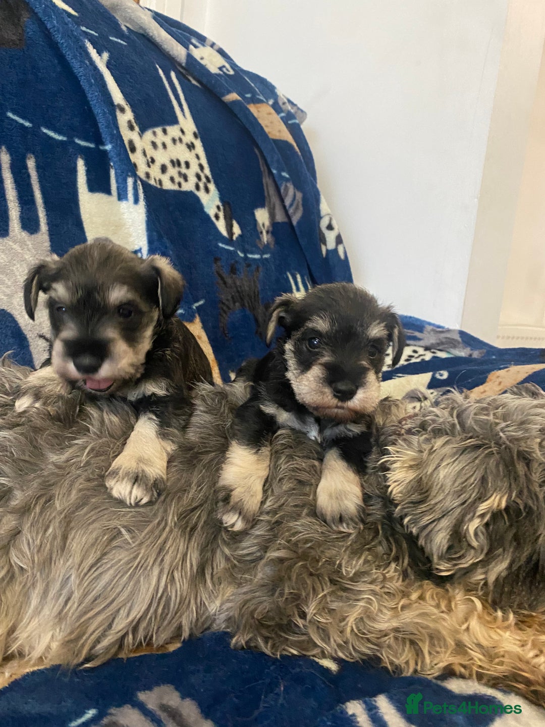 Miniature Schnauzer dogs for sale: Miniature Schnauzer - Advert 2