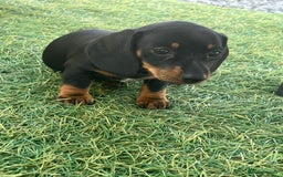 Dachshund dogs for sale: Dachshund Puppies - Image 7