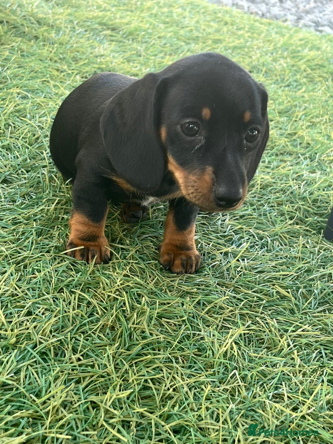 Dachshund dogs for sale: Dachshund Puppies - Image 7