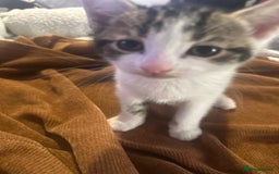 British Shorthair cats for sale: Ready for love - Image 2