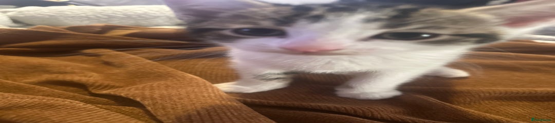 British Shorthair Kitten 3