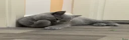 British Shorthair cats for sale: Beautiful Pure British Shorthair Blue Kittens  - Advert 26
