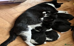 Mixed Breed cats for sale: Beautiful tuxedo kittens  - Image 23