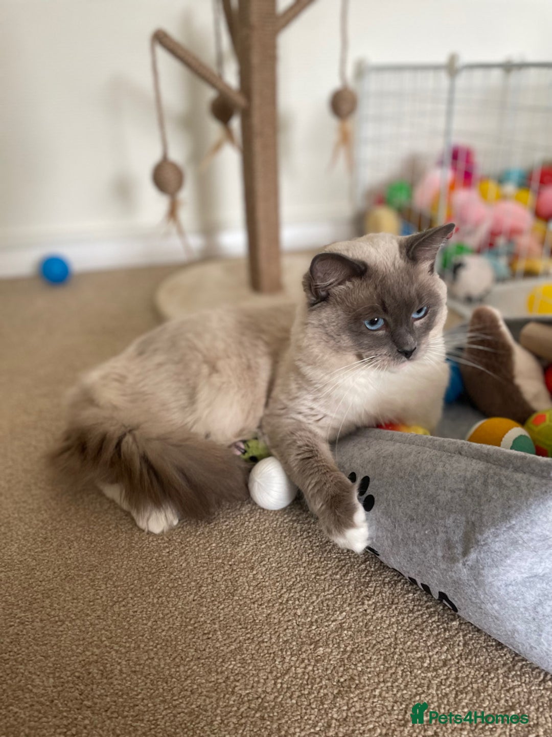 Ragdoll cats for sale: Ragdool x British Short hair - Image 8