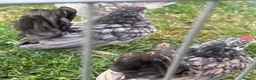 Chickens poultry for sale: Serama chicks and hatching eggs  - Advert 8