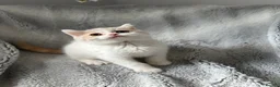 British Shorthair cats for sale: Pedigree BSH & BLH kittens  - Advert 11