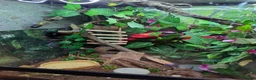 Gecko reptiles for sale: Crested gecko exo terra pro in Burton-on-Trent - Advert 7