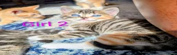 Mixed Breed cats for sale: Gorgeous Tabby Kittens for sale Ready June 17 - Advert 12