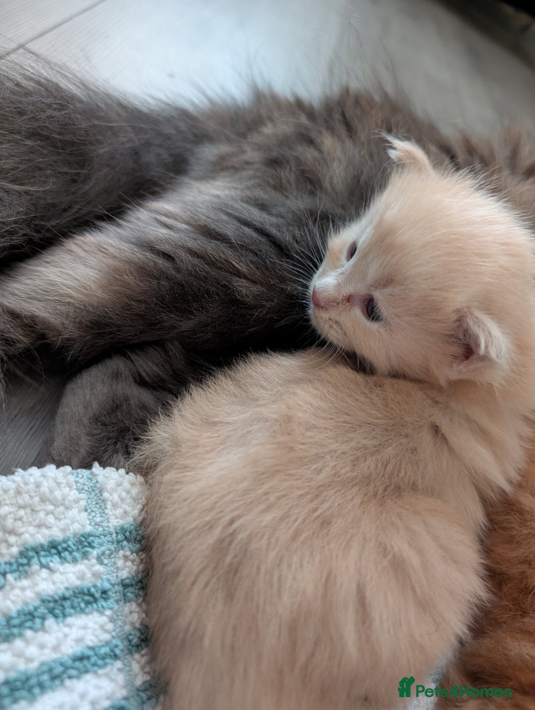 Maine Coon cats for sale: Beautiful Maine Coon Kittens - Image 13