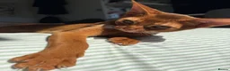 Abyssinian cats for sale: Pedigree Abyssinian boy for sale  - Advert 8