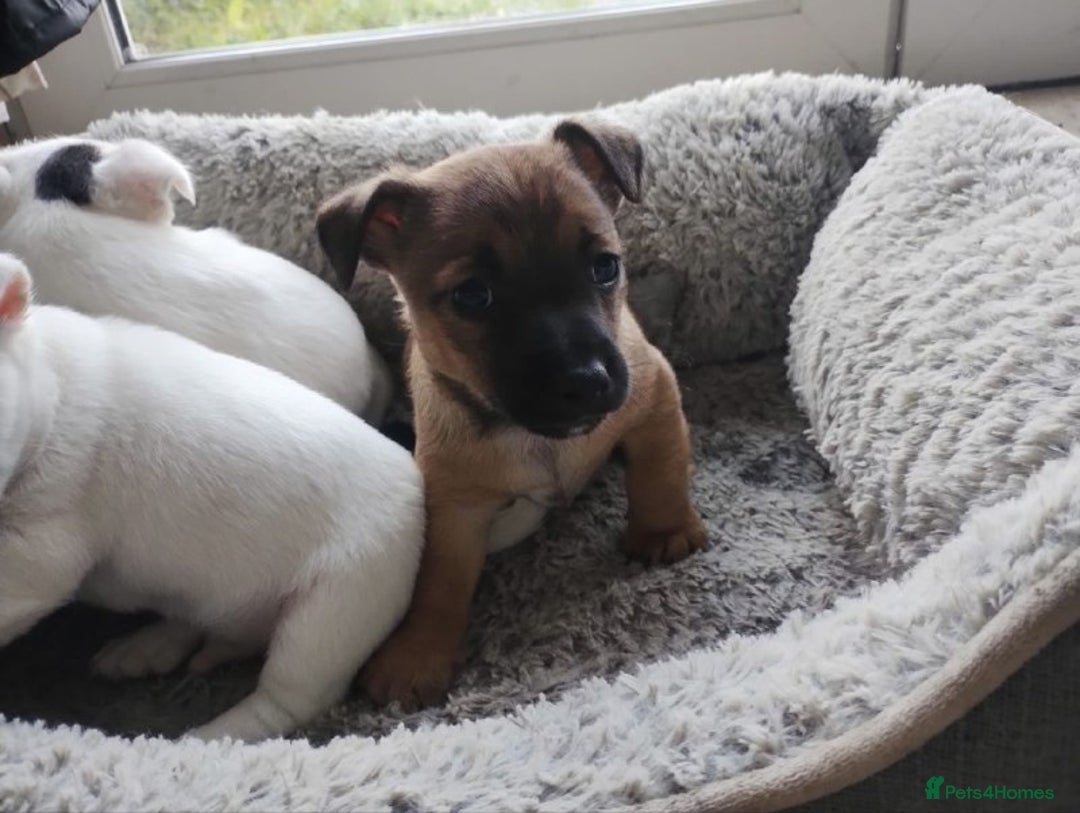 Jack Russell dogs for sale: Jack Russel Puppies - Advert 4