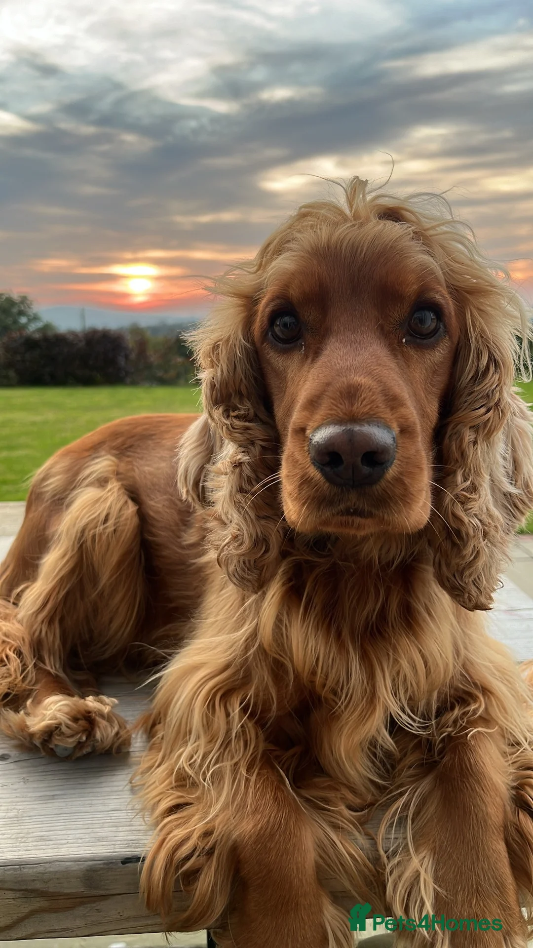 Cocker Spaniel dogs for sale: Show Cocker Spaniel puppies from family pet - Advert 1