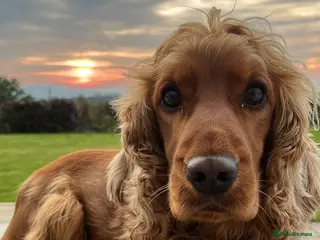 Cocker Spaniel dogs Show Cocker Spaniel puppies from family pet - Advert 1
