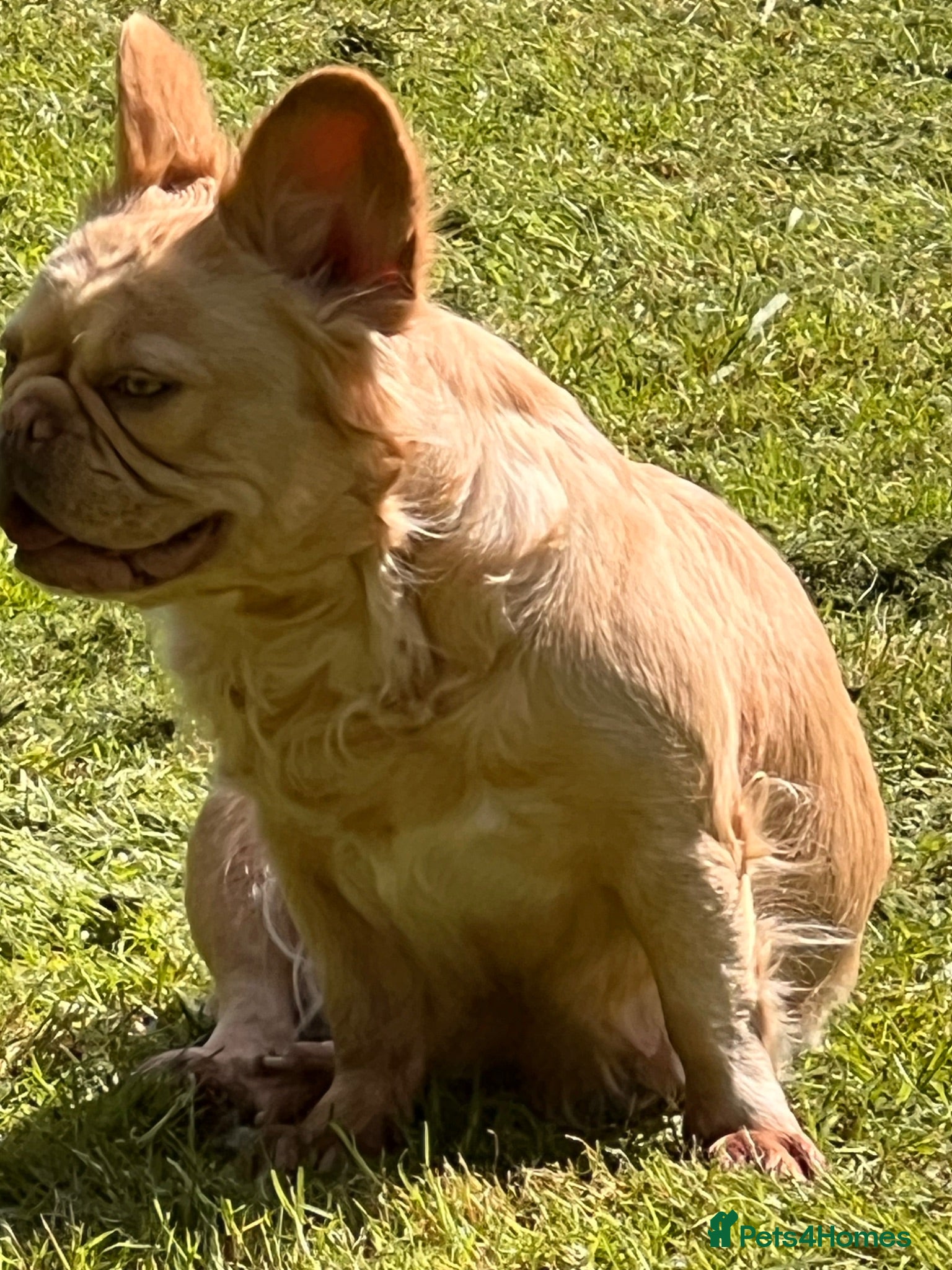 French Bulldog dogs BEAUTIFUL FLUFFY FRENCH BULLDOG PUPPIES - Advert 2