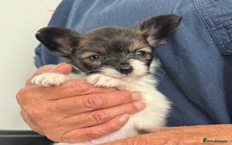 Papillon dogs for sale: KC reg petite Papillon puppies for forever homes - Image 1