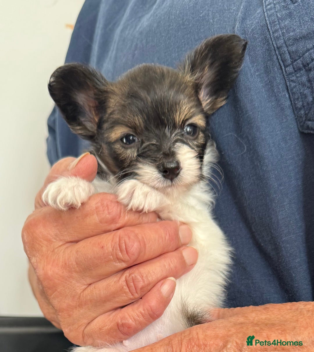 Papillon dogs for sale: KC reg petite Papillon puppies for forever homes - Image 1