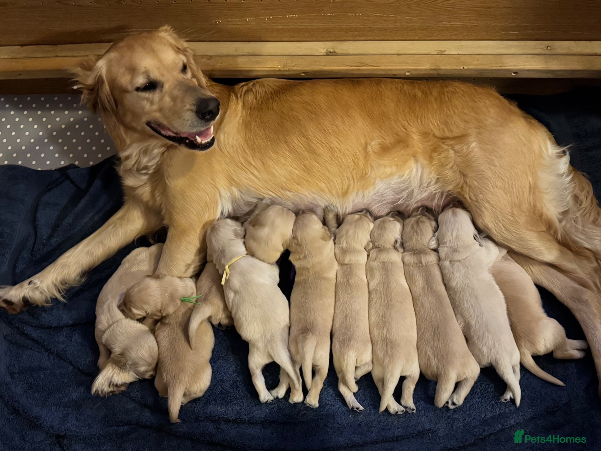 Golden Retriever dogs Beautiful Golden Retriever puppies - Advert 1
