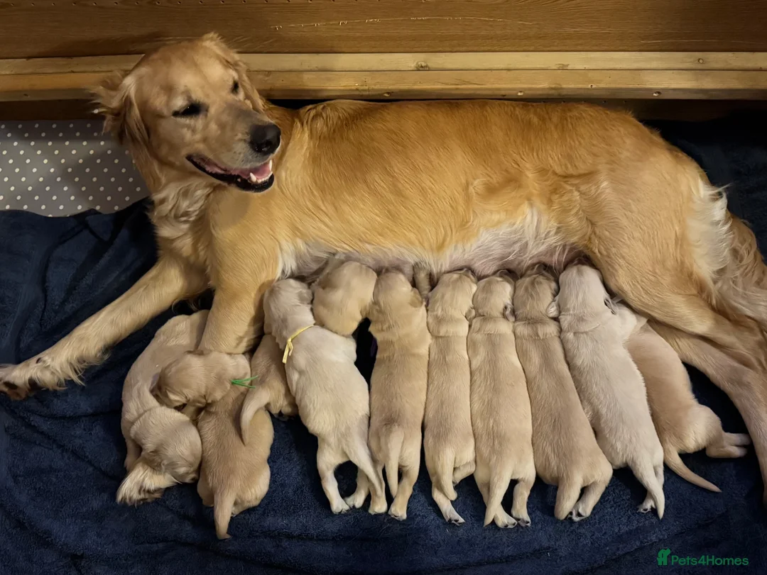 Golden Retriever dogs for sale: Beautiful Golden Retriever puppies in Berkeley - Advert 1