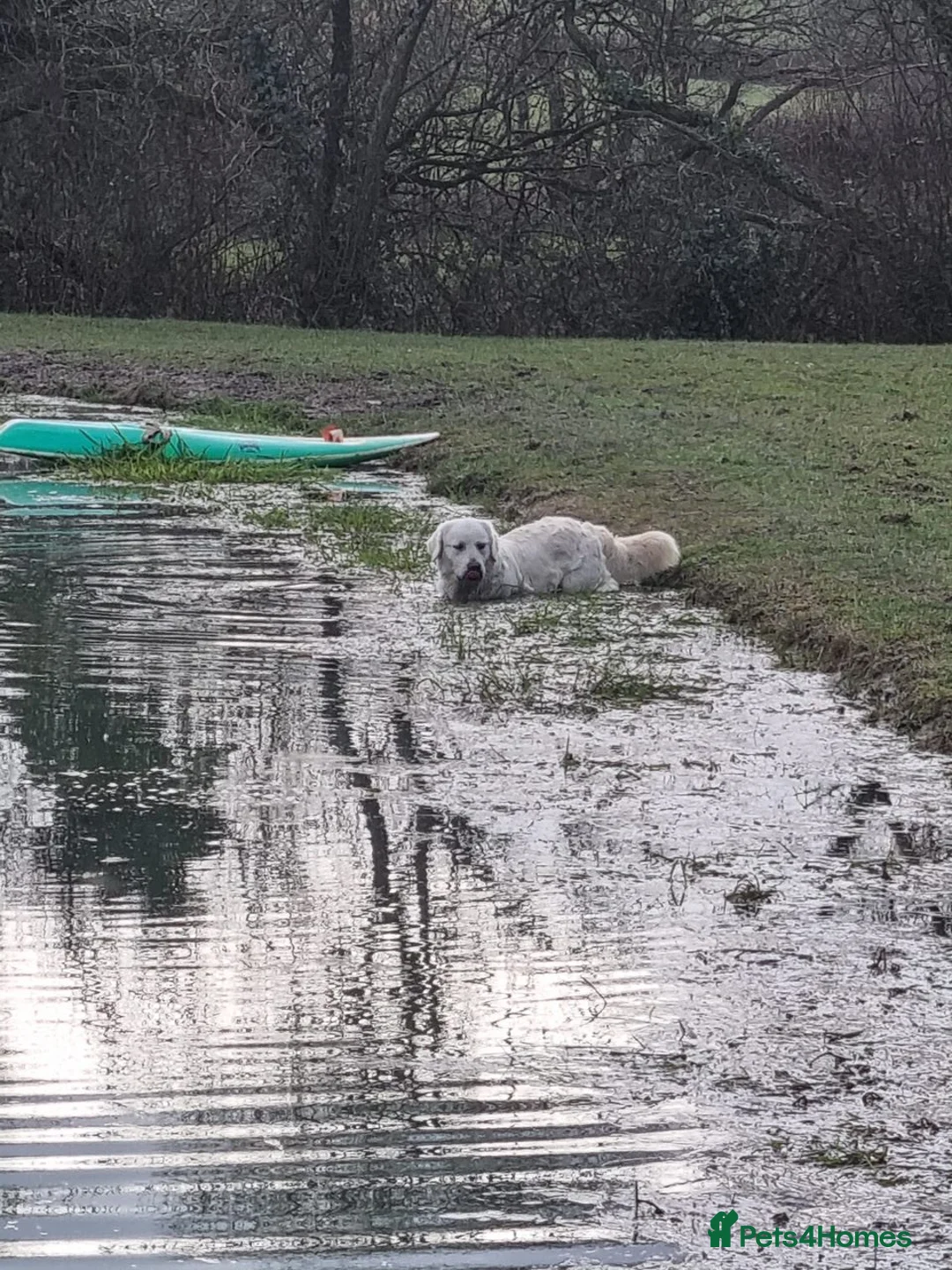 Golden Retriever dogs for stud: KC GOLDEN RETRIEVER STUD FROM SHOW CHAMPIONS  in Carmarthen - Advert 4