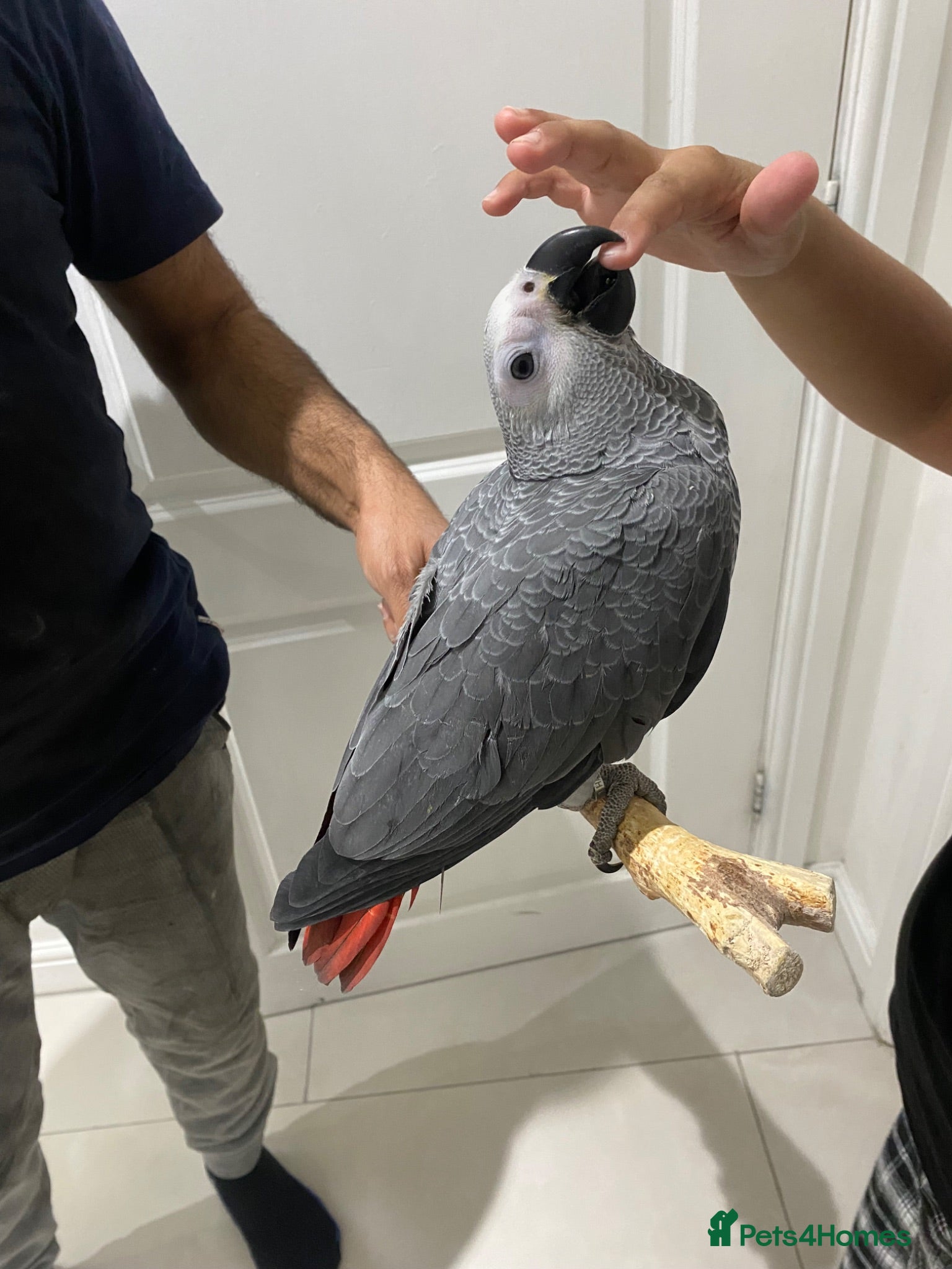 Parrots birds REASY TO LEAVE Super cuddly baby greys  - Advert 15