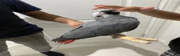 Parrots birds for sale: READY TO LEAVE Super cuddly baby greys  - Advert 1